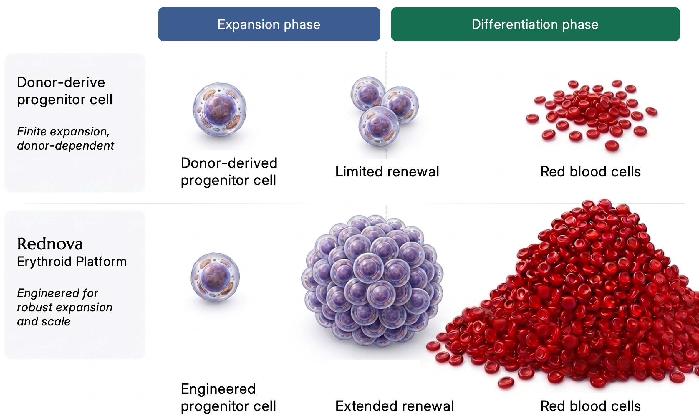Rednova Erythroid Platform diagram